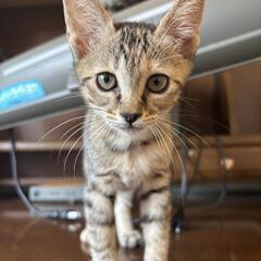 【9月7日9月21日譲渡会】子猫姉妹の里親ファミリー募集(…