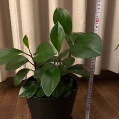 観葉植物3種（フィカスルビー/ペペロミア/サンスベリア）の画像