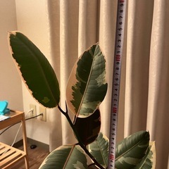 観葉植物3種（フィカスルビー/ペペロミア/サンスベリア）の画像