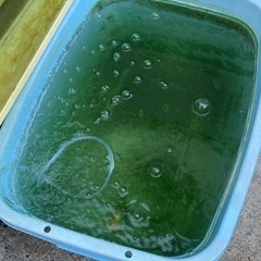 メダカの針子・稚魚の生き餌　ワムシの画像