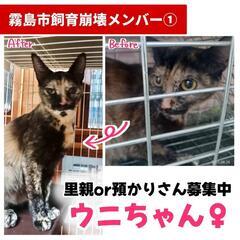 【霧島市飼育崩壊】ウニちゃん♀