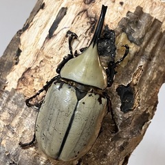グラントシロカブト成虫♂単品の画像
