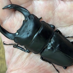 ◆国産オオクワガタ「紅・シルバー血統」♂♀使用済ペア　レッドアイ　赤眼◆の画像
