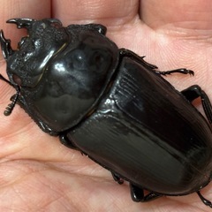 ◆国産オオクワガタ「紅・シルバー血統」♂♀使用済ペア　レッドアイ　赤眼◆の画像