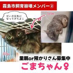 【霧島市飼育崩壊】ごまちゃん♀