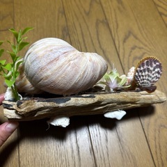 石垣島土産の貝殻インテリアの画像