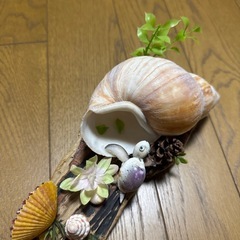 石垣島土産の貝殻インテリアの画像