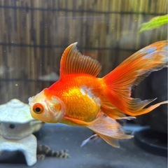 オランダ 金魚の画像