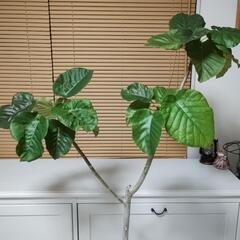 観葉植物ウンベラータの画像