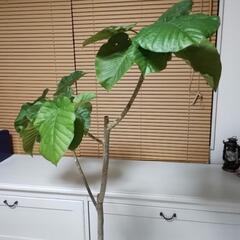 観葉植物ウンベラータの画像