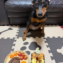 ピンシャーちゃん