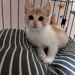 😍🐾とってもかわいいレモンくん🐾💕