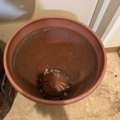 鉢の画像
