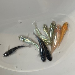 厳選　ミックスメダカ　9匹　ビオトープ　予約可能の画像