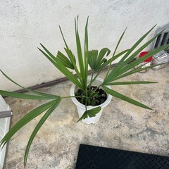 植物　ドライガーデンの画像