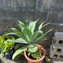 植物　ドライガーデンの画像