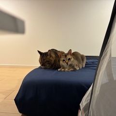 里親募集