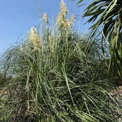 ドライフラワー　穂 パンパスグラス4本の画像