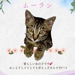 ミルクから育った4兄妹🐱