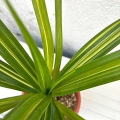 ＊タコの木 斑入り＊の画像