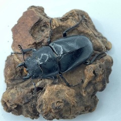 ギラファノコギリクワガタ100mmペアの画像