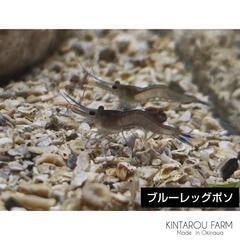 【10月リリース予定】●スラウェシシュリンプ　ブルーレッグポソの画像