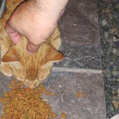 可愛い茶トラ猫のチャー坊くん🐈