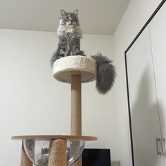猫タワーの画像