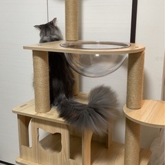 猫タワーの画像
