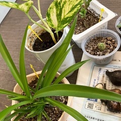 植物6種、球根1種の画像