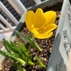 植物6種、球根1種の画像