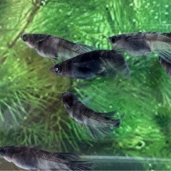 和墨メダカ リアルロングフィンオス4匹 通常個体メス2匹の画像