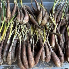 伊江島エシャレット種苗(大小約100個)の画像