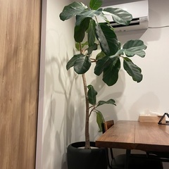 観葉植物(ゴムの木)※9月5日(金曜)までの画像