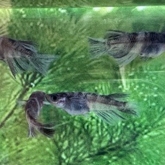和墨メダカ リアルロングフィンオス4匹 通常個体メス2匹の画像