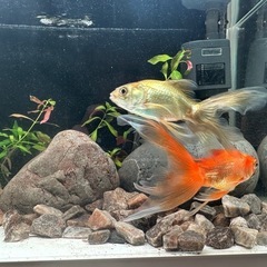 金魚の画像