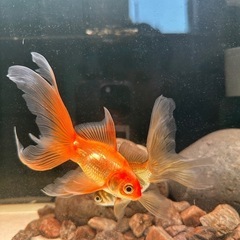 金魚の画像