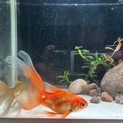 金魚の画像