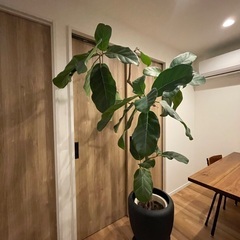 観葉植物(ゴムの木)※9月5日(金曜)までの画像