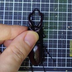 本土ノコギリクワガタ水牛型53~63mmペアの画像