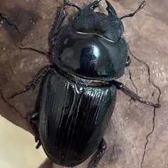 オオクワガタ新成虫ペアの画像