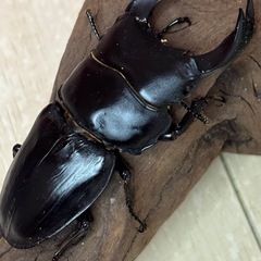 オオクワガタ新成虫ペアの画像