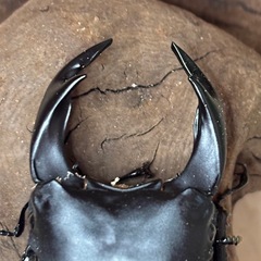 オオクワガタ新成虫ペアの画像