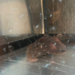 セルフィンプレコ熱帯魚　大型魚の画像