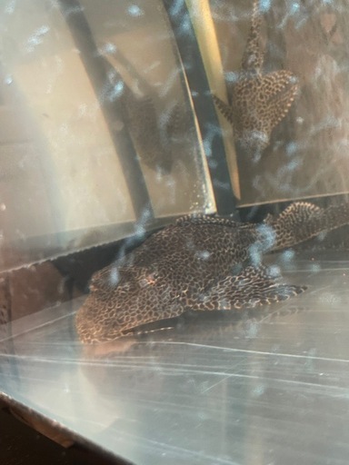 セルフィンプレコ熱帯魚　大型魚