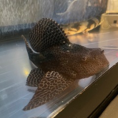 セルフィンプレコ熱帯魚　大型魚の画像