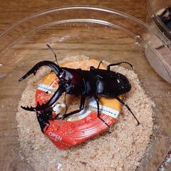 栃木県産本土ノコギリクワガタ60~65mmペアの画像