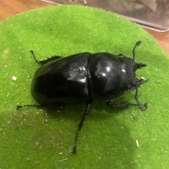 タランドゥスオオツヤクワガタ　ペアの画像