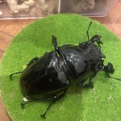 タランドゥスオオツヤクワガタ　ペアの画像