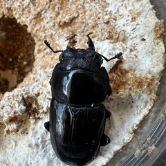 能勢産オオクワガタ　♂♀成虫ペアの画像